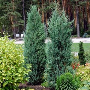 Borievka viržínska (Juniperus virginiana) ´MOONGLOW´ - výška 150-180 cm, kont. C18L